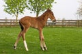 Westphalian foal in a paddock