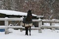Westphalian horse in paddock in the snow in winter Royalty Free Stock Photo