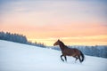 A Westphalian horse walks through high snow.