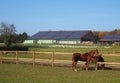 Westphalian horses in front of farm