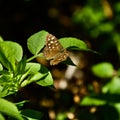 Butterfly content on the Leaf Royalty Free Stock Photo