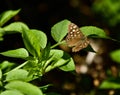 Butterfly posing on the Leaf Royalty Free Stock Photo