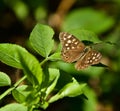 Looking down on the Butterfly Royalty Free Stock Photo