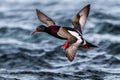 Pigeon Guillemot in flight with fish, Westport WA Generated Ai Royalty Free Stock Photo