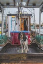 Cute Spaniel standing on the deck of a fishing trawler on foggy day Royalty Free Stock Photo