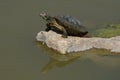 Western painted turtle Royalty Free Stock Photo