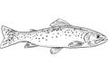 Westslope cutthroat trout or Oncorhynchus clarkii lewisi Freshwater Fish Cartoon Drawing Royalty Free Stock Photo