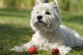 Westy and apples Royalty Free Stock Photo