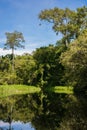 Wet African forest reflected in water (Republic of the Congo)