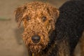 Wet airedale terrier dog outside