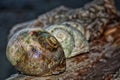 Wet, algae-covered Lewis`s Moon Snail shells in a row on a log Royalty Free Stock Photo