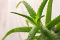 wet Aloe plant on blur wood background
