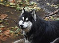 Wet Alusky Dog with a Very Sweet Face