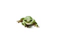 American green tree frog. Royalty Free Stock Photo