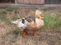 Wet Appleyard Duck Walking
