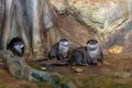 Wet Asian short clawed clawless otter looking at the camera