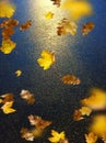 Wet asphalt city night raindrops water reflection autumn leaves  fall season street evening light blurred  light evening Royalty Free Stock Photo