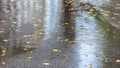 Wet asphalt pavement with fallen yellow maple leaves. autumn pattern Royalty Free Stock Photo