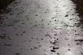 Wet asphalt road with leaves Royalty Free Stock Photo