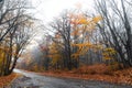 Wet asphalt road passing through colorful autumn forest Royalty Free Stock Photo