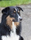 Wet Australian shephard puppie