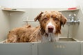 Wet Australian Shepherd in the bathroom for grooming after bathing