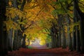 Wet autumn day in a Dutch forest Royalty Free Stock Photo