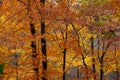 Wet autumn forest backlit by late afternoon sun Royalty Free Stock Photo