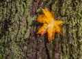 Wet autumn leaf lies on the bark of a tree on a green mos