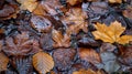 Wet autumn leaves in brown and orange on forest floor Royalty Free Stock Photo