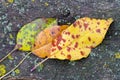 Wet autumn leaves close-up Royalty Free Stock Photo