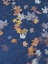 Wet autumn leaves lying on wet asphalt after rain Royalty Free Stock Photo