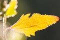 Wet autumn leaves