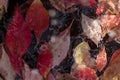 Wet autumn - leaves Royalty Free Stock Photo