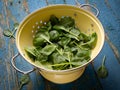 Wet baby spinach leaves in a yellow colander on an old wooden surface with peeling paint