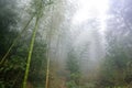 wet bamboo in mist rainforest in area of Dazhai Royalty Free Stock Photo