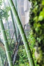 wet bamboo trunk in Tiantou village Royalty Free Stock Photo