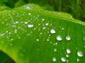 Wet banana leaves in the rain