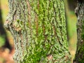 Wet bark of the old apple tree overgrown with moss Royalty Free Stock Photo
