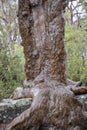 Sydney Red Gum Tree Royalty Free Stock Photo