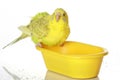 Wet, bathed parrot Royalty Free Stock Photo