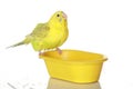 Wet, bathed parrot Royalty Free Stock Photo