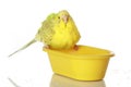 Wet, bathed parrot Royalty Free Stock Photo