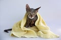 Wet after bathing a cat in a yellow towel on a light background Royalty Free Stock Photo