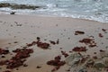 WET BEACH WITH RED SEAWEED Royalty Free Stock Photo