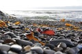 Wet beach rocks and seaweed Royalty Free Stock Photo