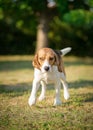 Wet Beagle dog shaking Royalty Free Stock Photo