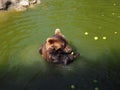 Wet bear in the water eats green apples. Eurasian brown bear Ursus arctos arctos is common subspecies of the brown bear Royalty Free Stock Photo