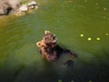 Wet bear in the water eats green apples. Eurasian brown bear Ursus arctos arctos is common subspecies of the brown bear Royalty Free Stock Photo