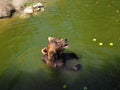 Wet bear in the water eats green apples. Eurasian brown bear Ursus arctos arctos is common subspecies of the brown bear Royalty Free Stock Photo